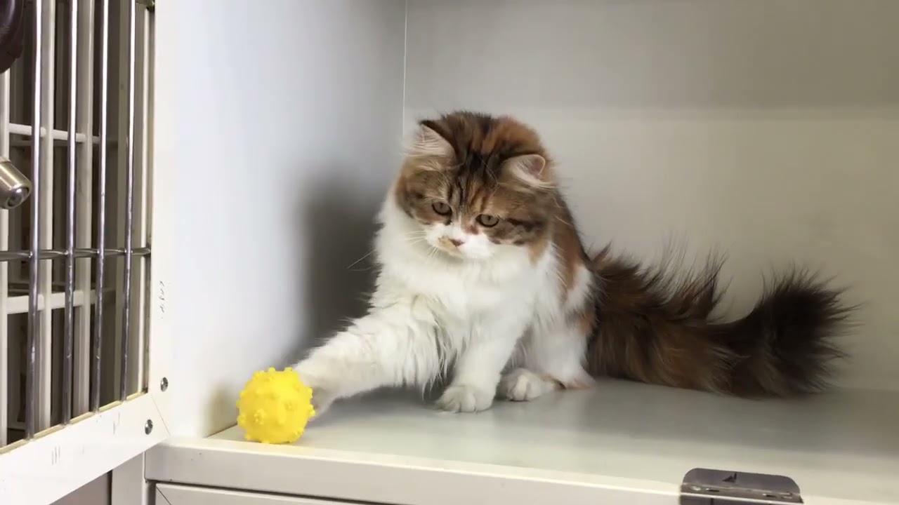 セルカークレックス 可愛い女の子です。