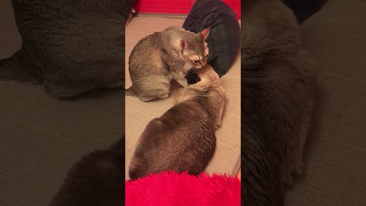 たぬき猫の頭をペロペロしまくるシンガプーラなのにゃ♪