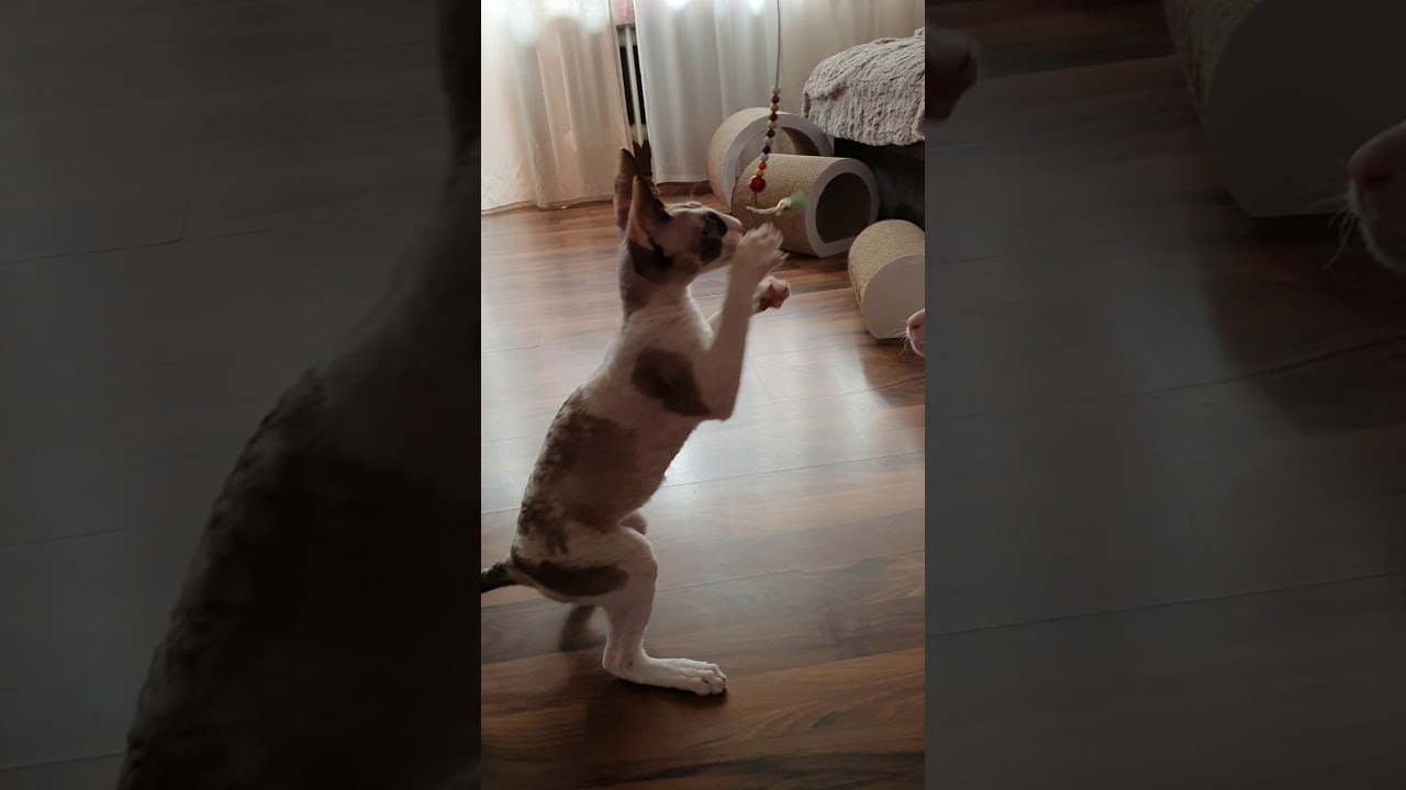 Cornish Rex Kittens!!! Cornish Rex sisters!!!