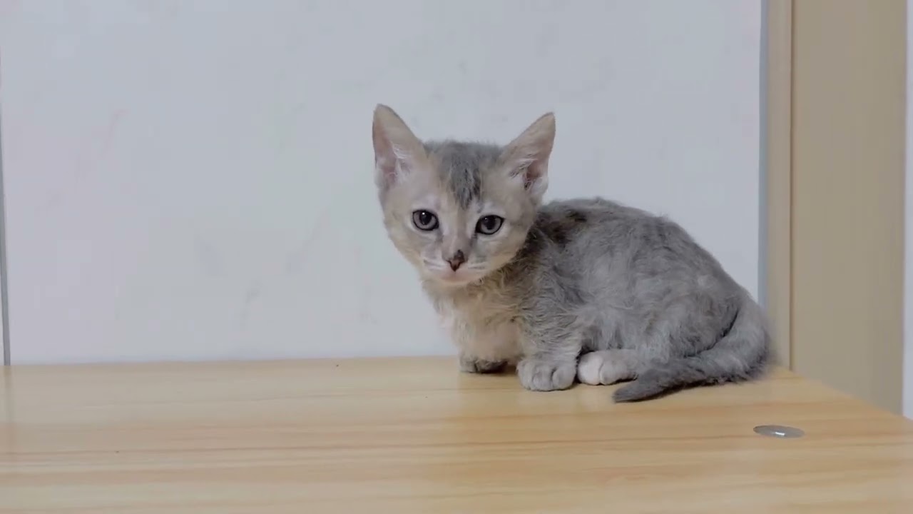 スクーカム︎︎ ♀