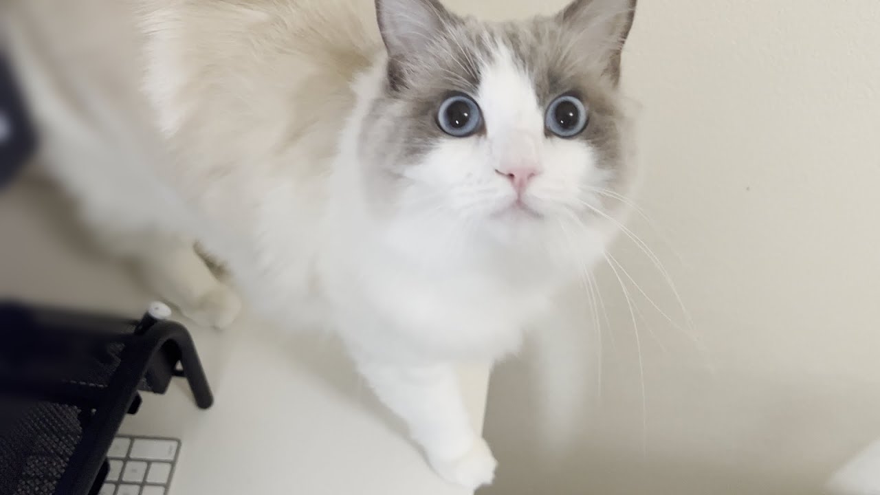 真冬でも窓を開けてニャルソックしたがる猫に困ってます...【ラグドール】