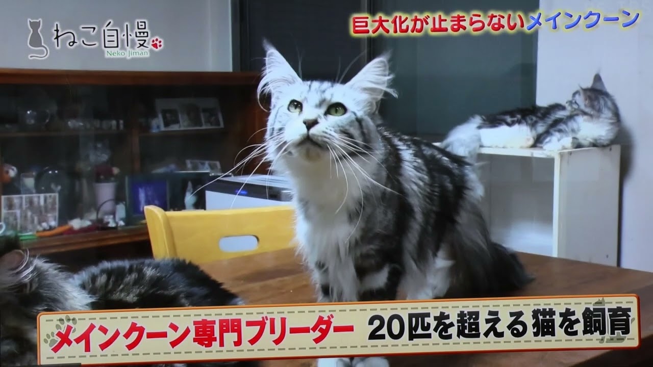 ロイ君が出演した「ねこ自慢」が放映されました
