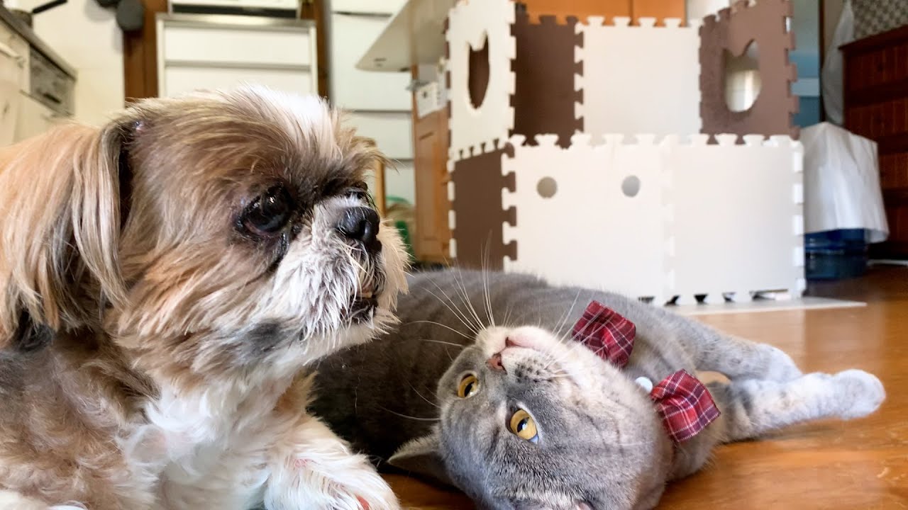 シーズー犬がどうしても気になるぽっちゃり猫【スコティッシュフォールド】