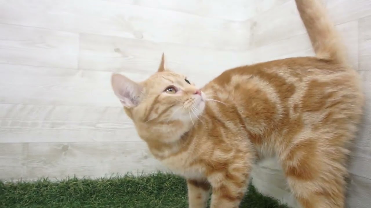 Coo&RIKU　No00616041 アメリカンショートヘアー