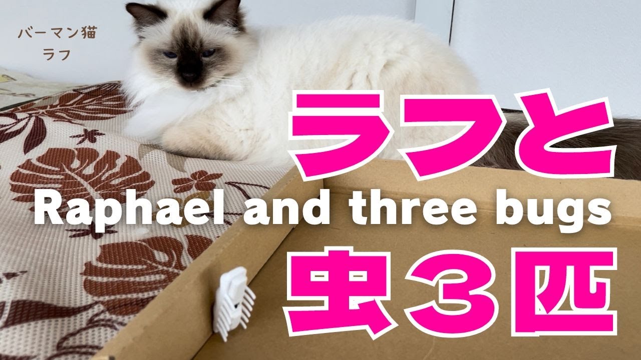 バーマン猫ラフとガブとウリ【ラフと虫3匹】Raphael and three bugs（バーマン猫）Birman/Cat