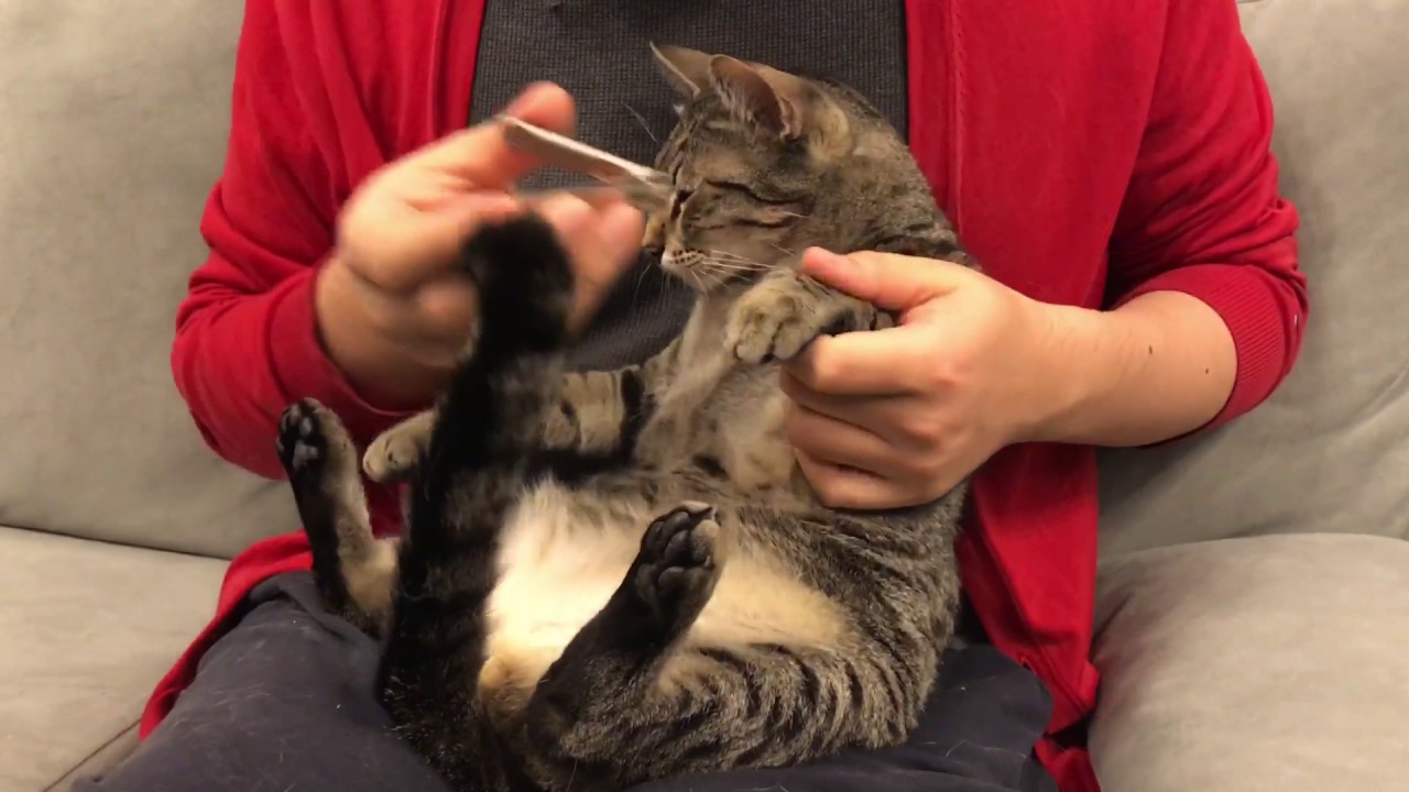 爪切りいやんいやんする猫 エジプシャンマウブロンズ