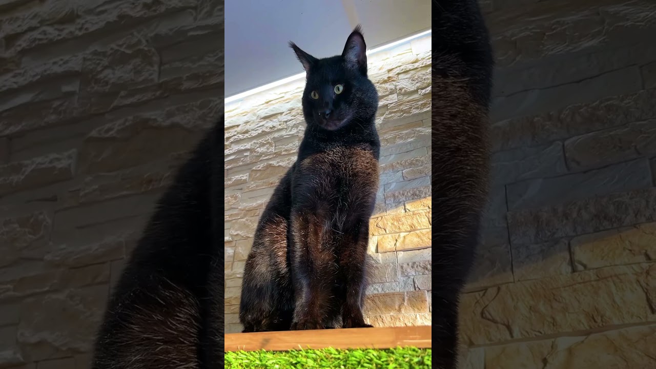 Камышовый кот Вульф красуется на солнце 😻