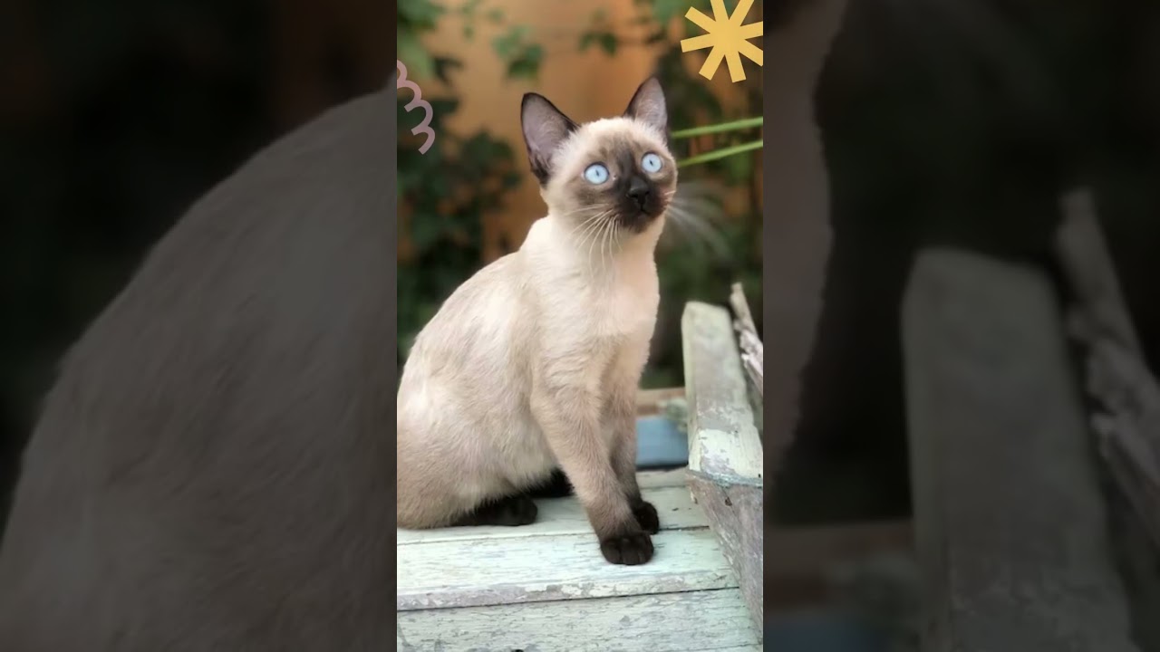Here are some facts about Uncovering the Beauty of the Flame Point Siamese Cat 😼