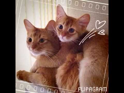 Happy Birthday Lucia! (ソマリ)