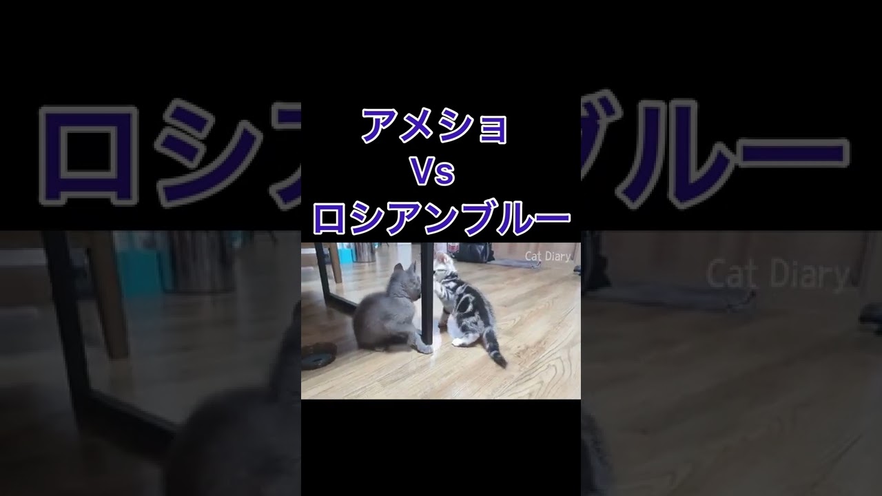 【かわいい子猫】アメショVSロシアンブルー、対決の行方は⁉︎#shorts