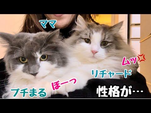 性格は違っても結局そっくりな兄弟猫が面白すぎたノルウェージャン