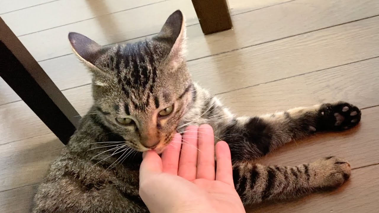 イカ耳子猫に手を出したら噛みつかれました...