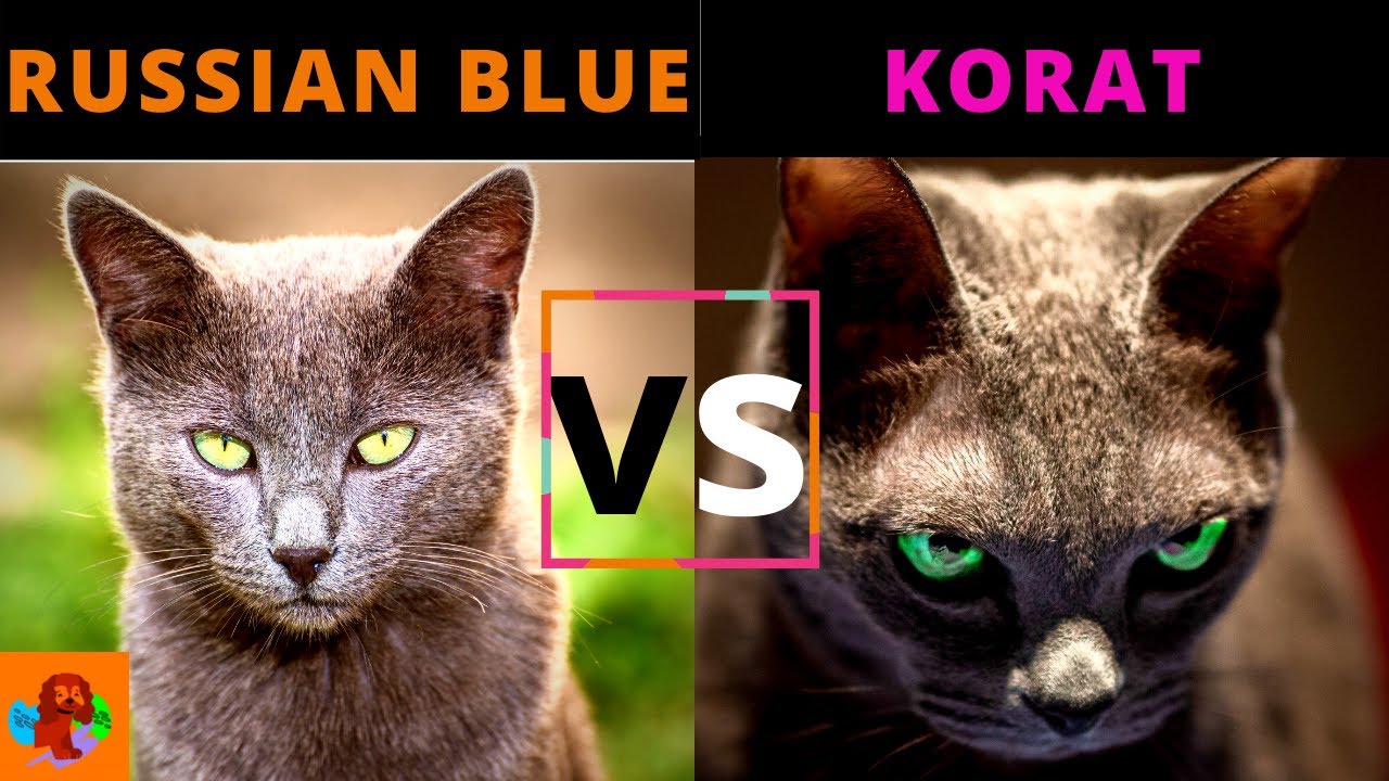 ロシアンブルー VS コラート（品種比較）どっちを選ぶ？