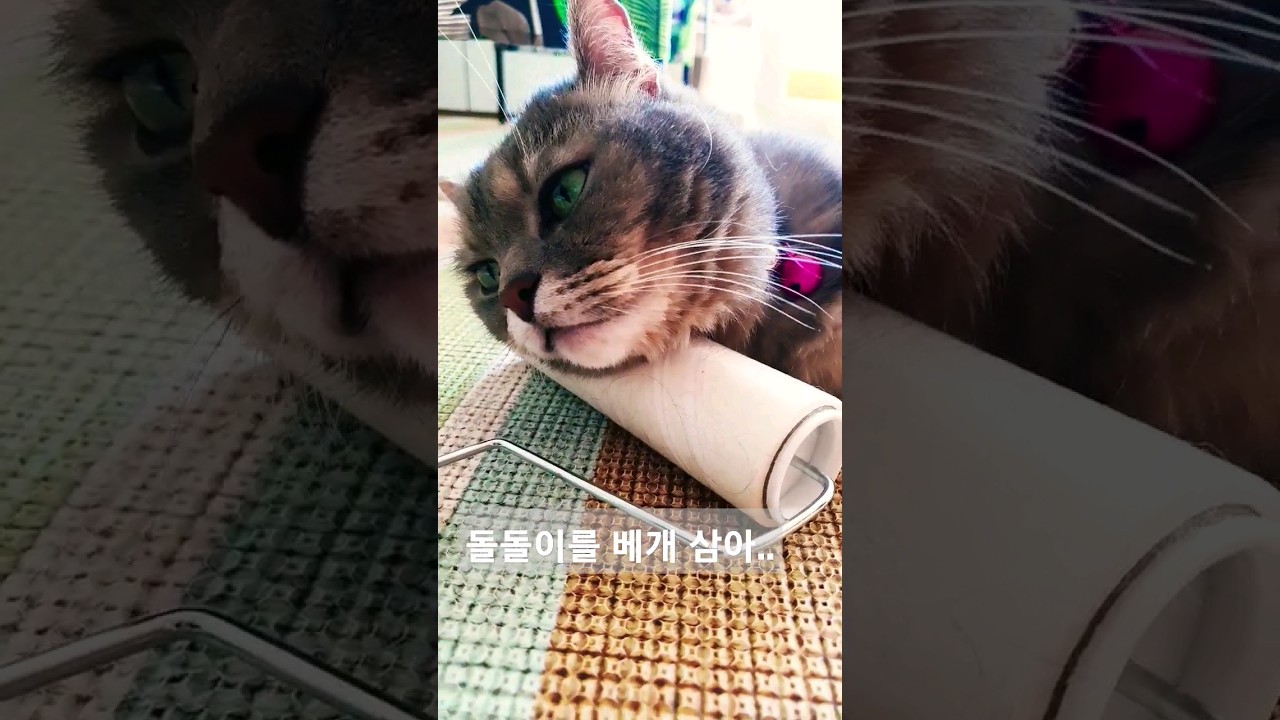 돌돌이가 좋아좋아~ ㅣ고양이 돌돌이 #먼치킨 #킨카로우