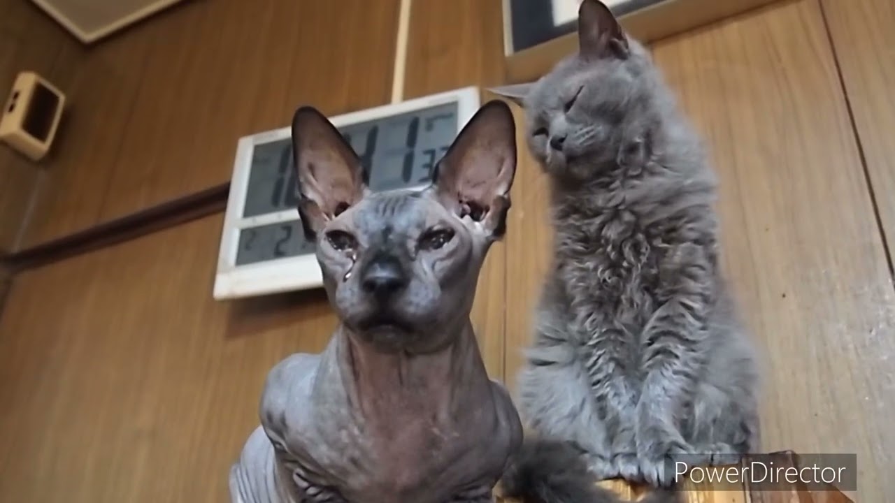Sphinx and Laperm スフィンクスとラパーマ