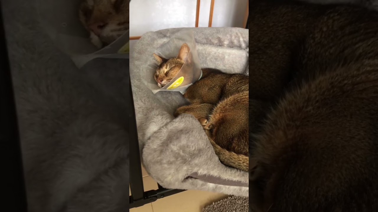 「北の国から」より2022まな猫 #shorts#猫動画#アビシニアン#cat#まな猫#cat