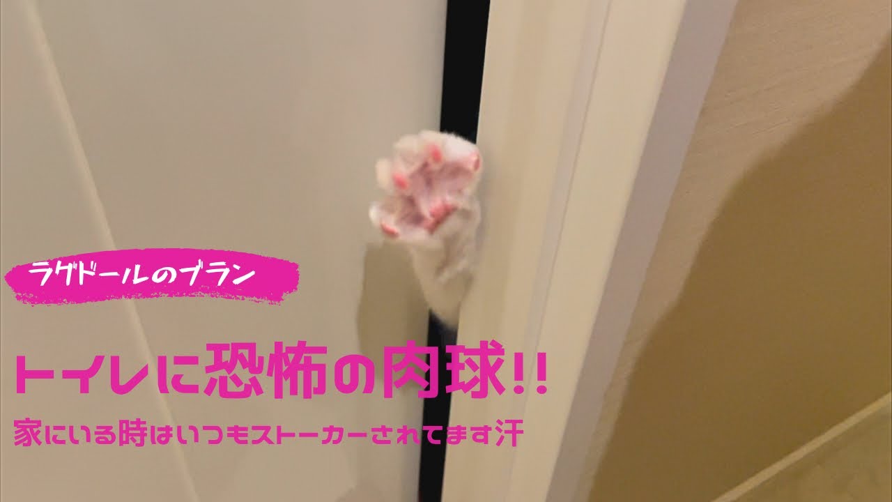 トイレに恐怖の肉球！！　#猫 #ラグドール #肉球