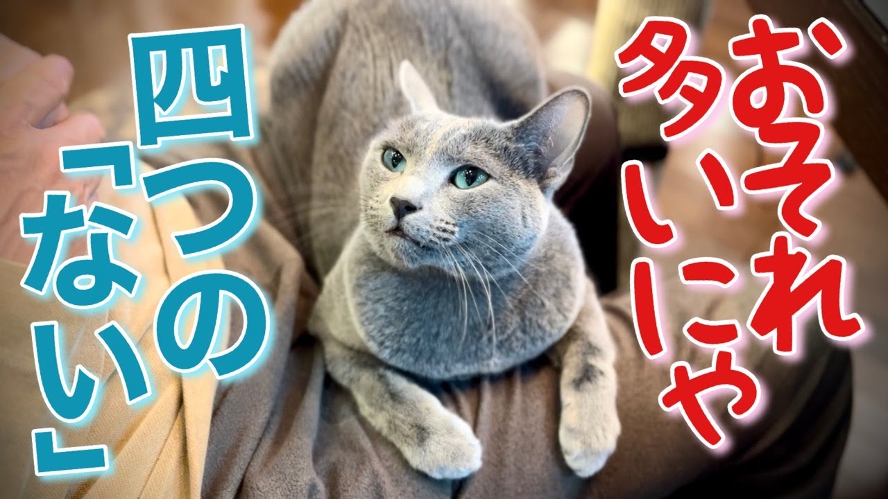 猫が格上と認める人にはしない4箇条【ロシアンブルー】Russian Blue cat Kotetsu~What cats don't do to higher people.