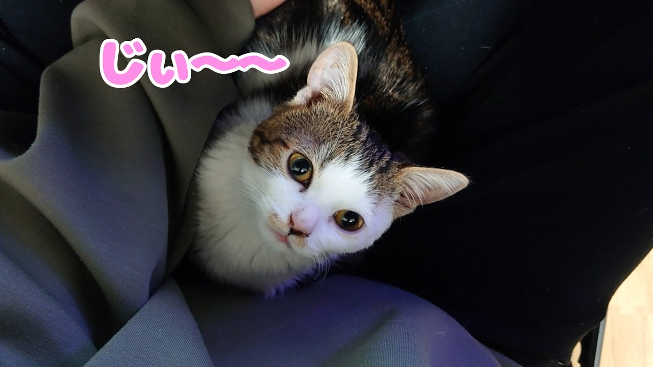 ハンデのある子猫が見つめてくる理由が可愛い過ぎて死にそう…笑
