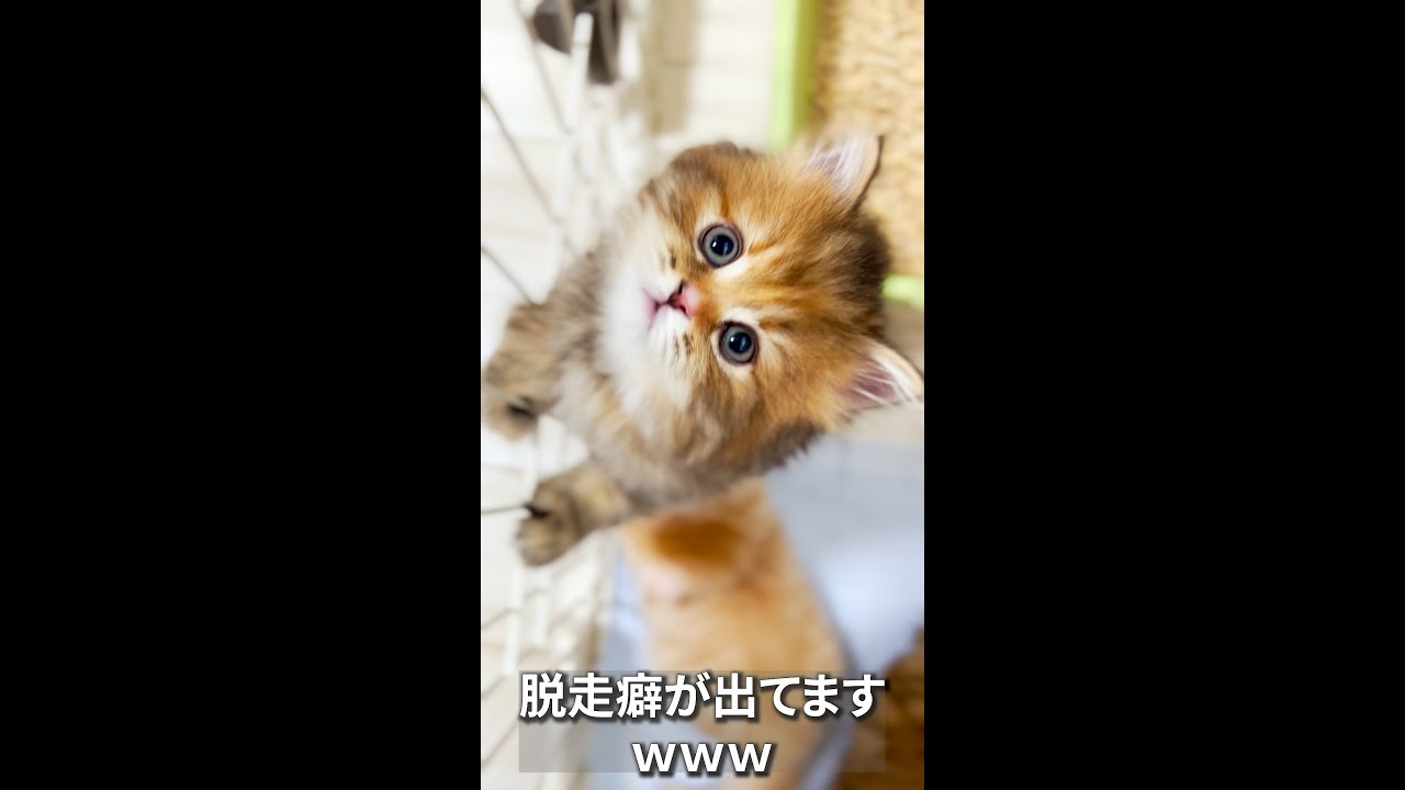 お部屋で脱走を企てるファミリー✨　#マンチカン #マンチカン子猫 #子猫 #ミヌエット #shorts