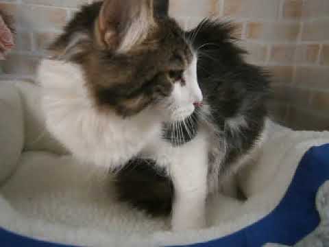 618480 ノルウェージャン・フォレストキャット