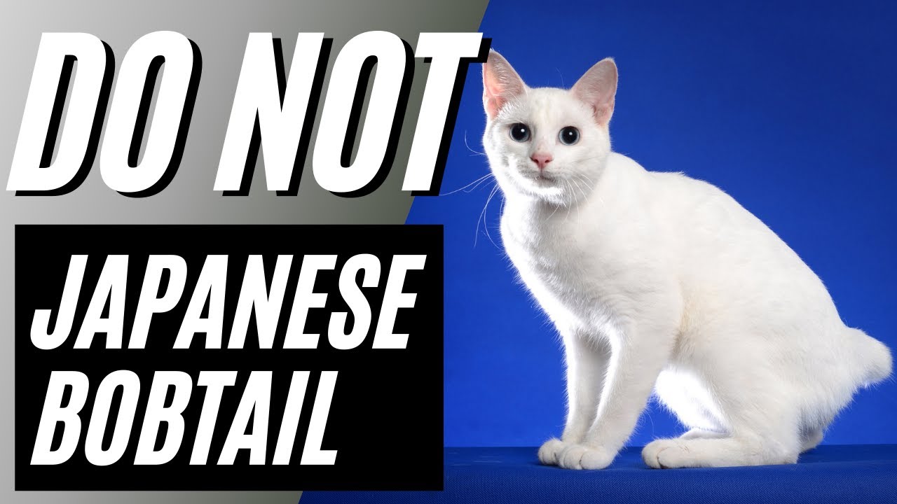 ジャパニーズボブテイルを飼ってはいけない7つの理由