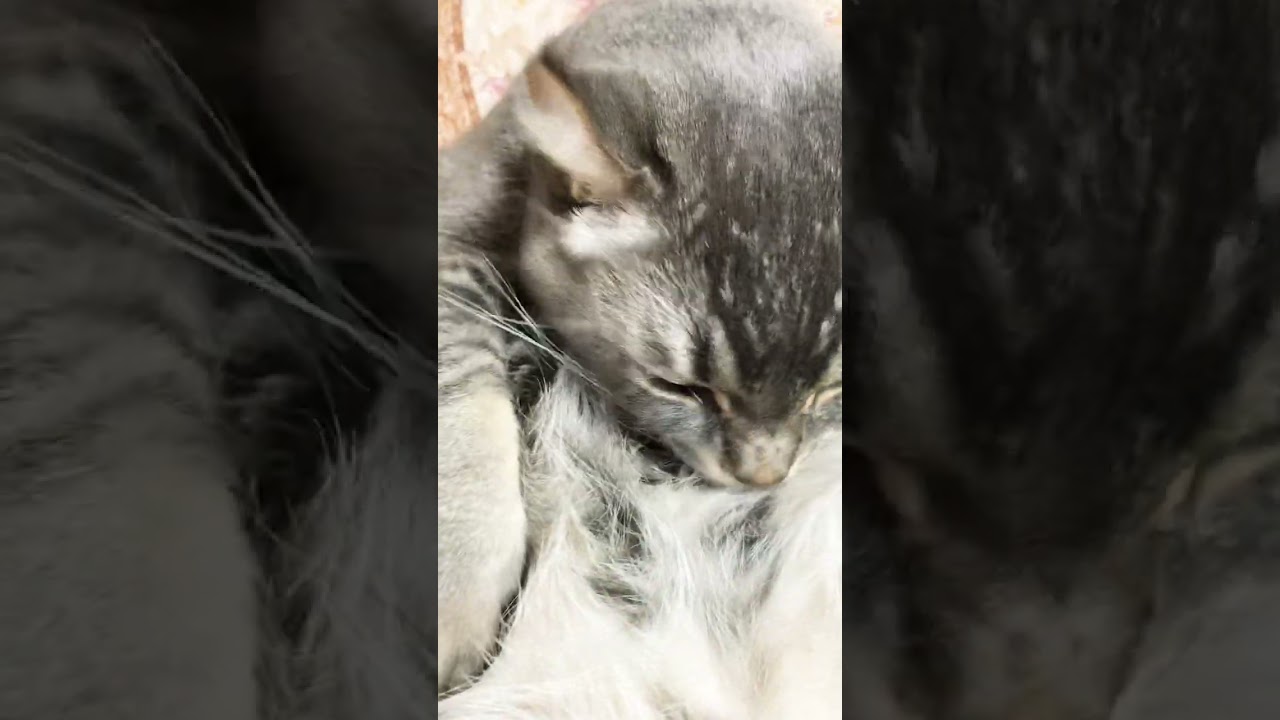 [#猫 ]お兄さんお腹丸出しです[#アメリカンカール ]