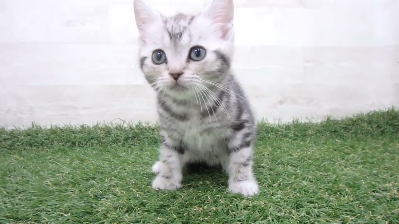 Coo&RIKU　No00616050 アメリカンショートヘアー