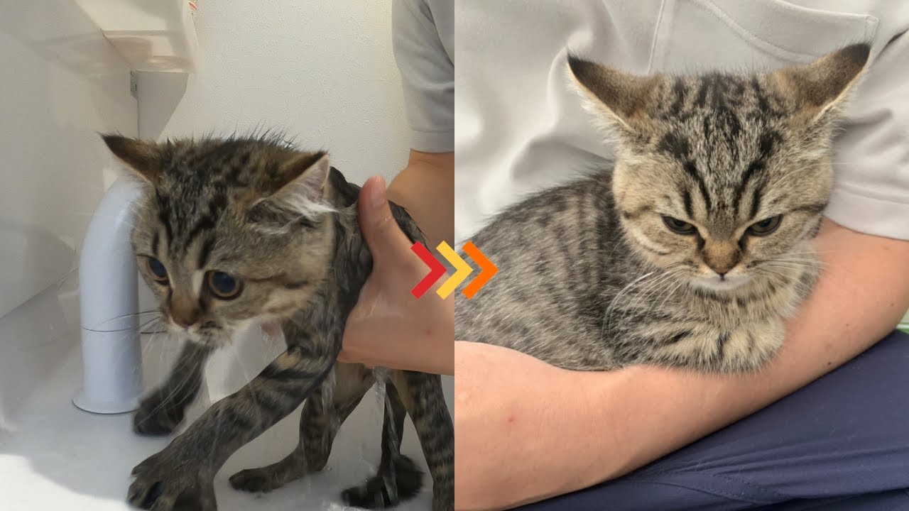 子猫に初めてシャンプーをした結果、激おこでした…
