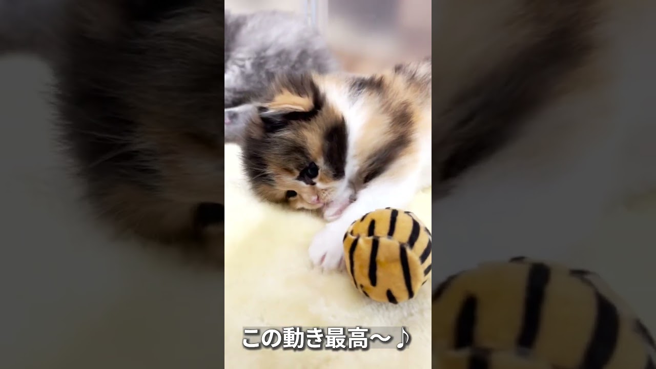 キャリーお嬢様の球遊び✨ #マンチカン #子猫 #短足マンチカン #shorts #ミヌエット #三毛猫