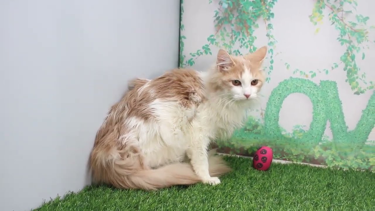 Coo&RIKU　No618702　ノルウェージャンフォレストキャット