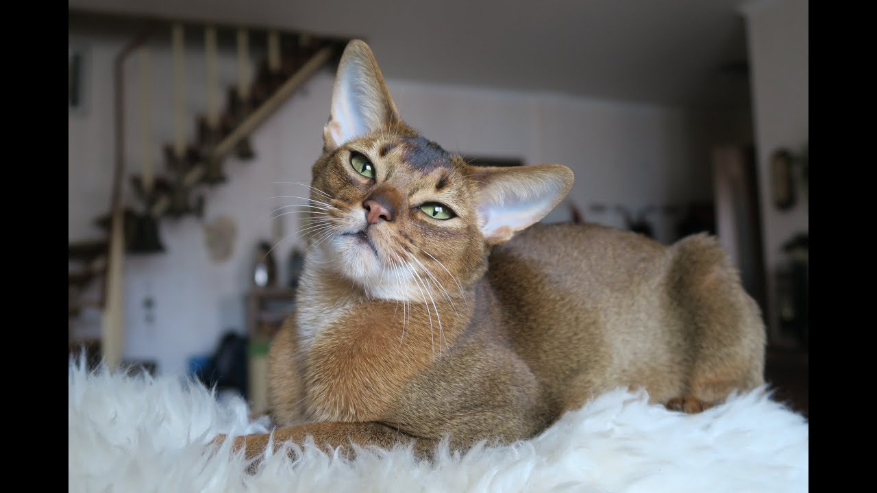 アビシニアン猫のコンパイル