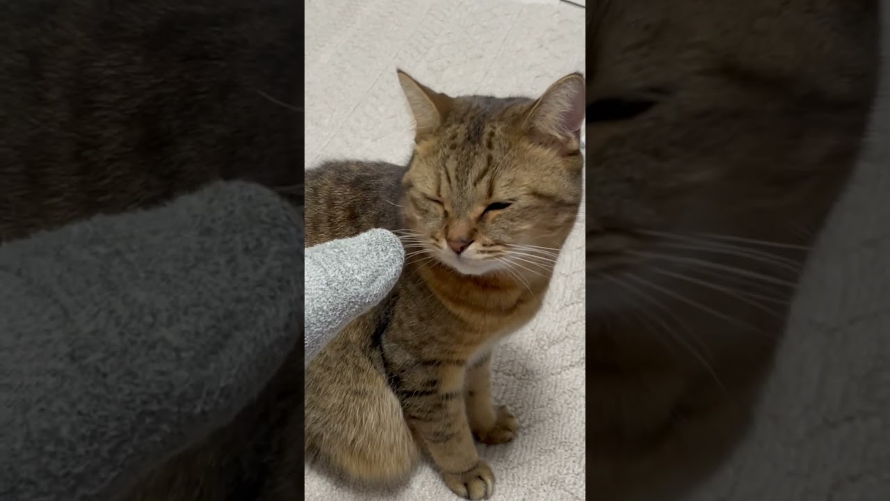 パパの靴下の匂いをガッツリ嗅いだ猫の反応が草　#shorts