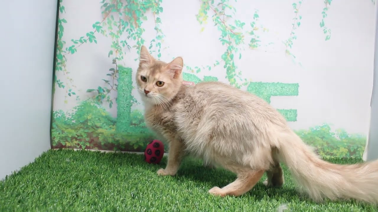 Coo&RIKU　No618703　ソマリ