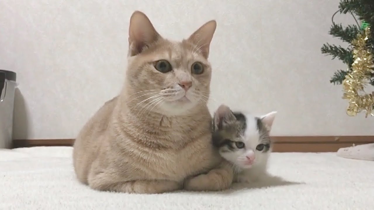大人に寄り添う子猫がかわいい