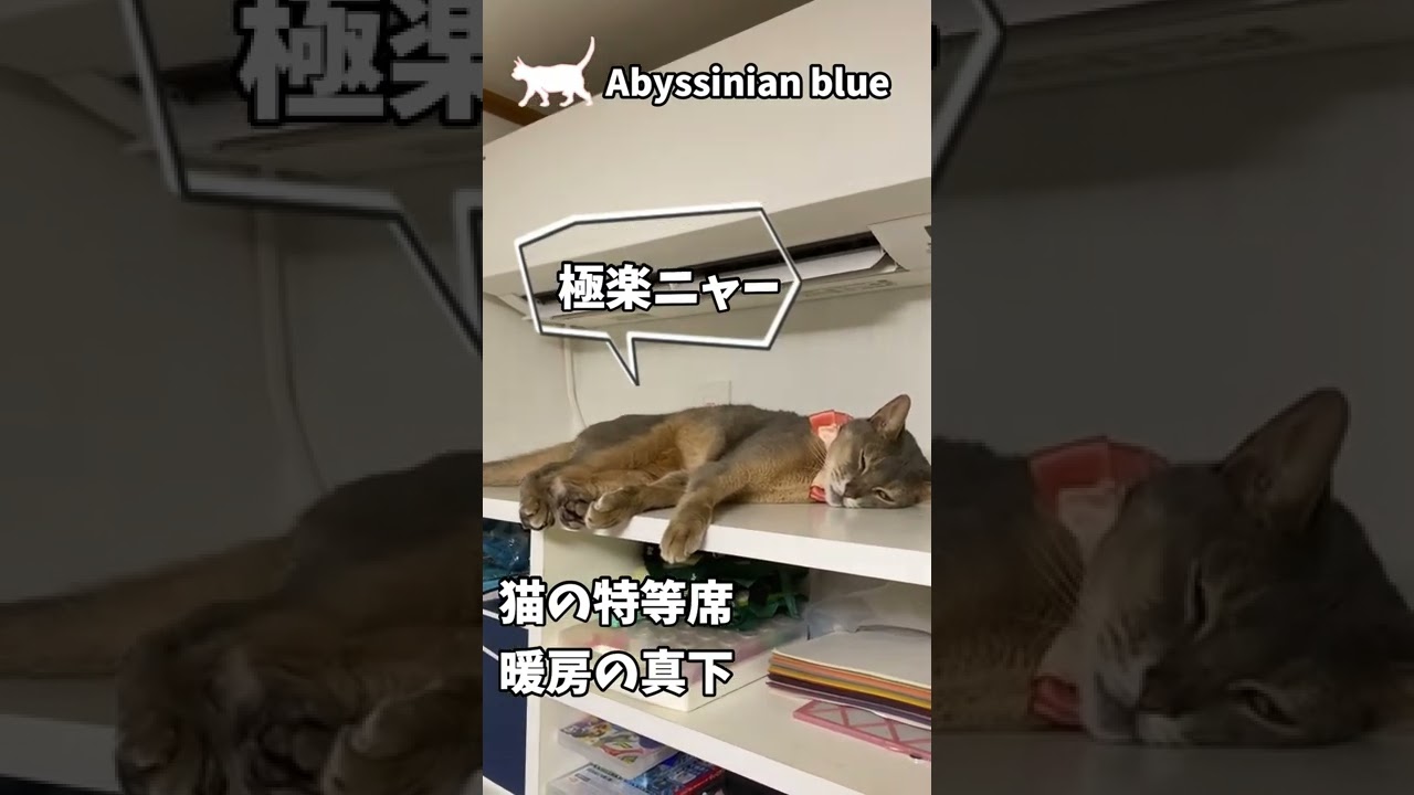 (アビシニアン) 猫の特等席 暖房の真下 #shorts