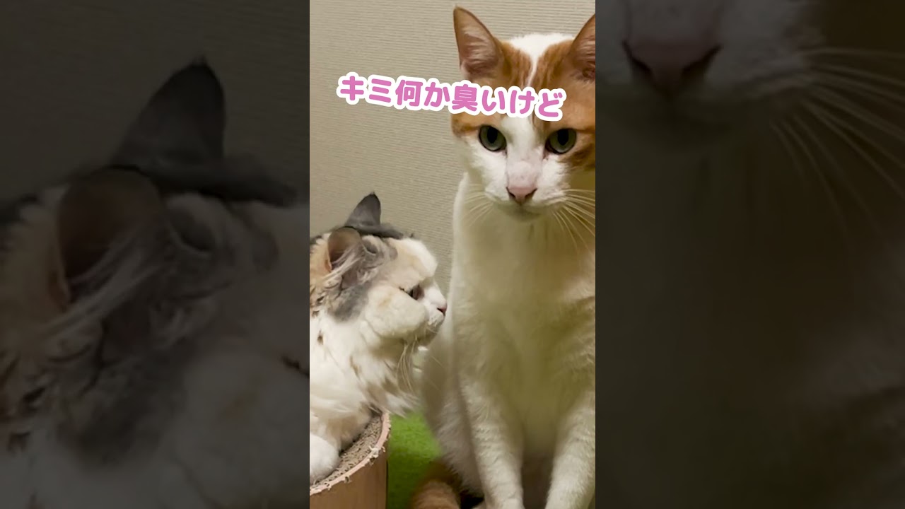 都合の悪いことは聞こえない猫 #Shorts