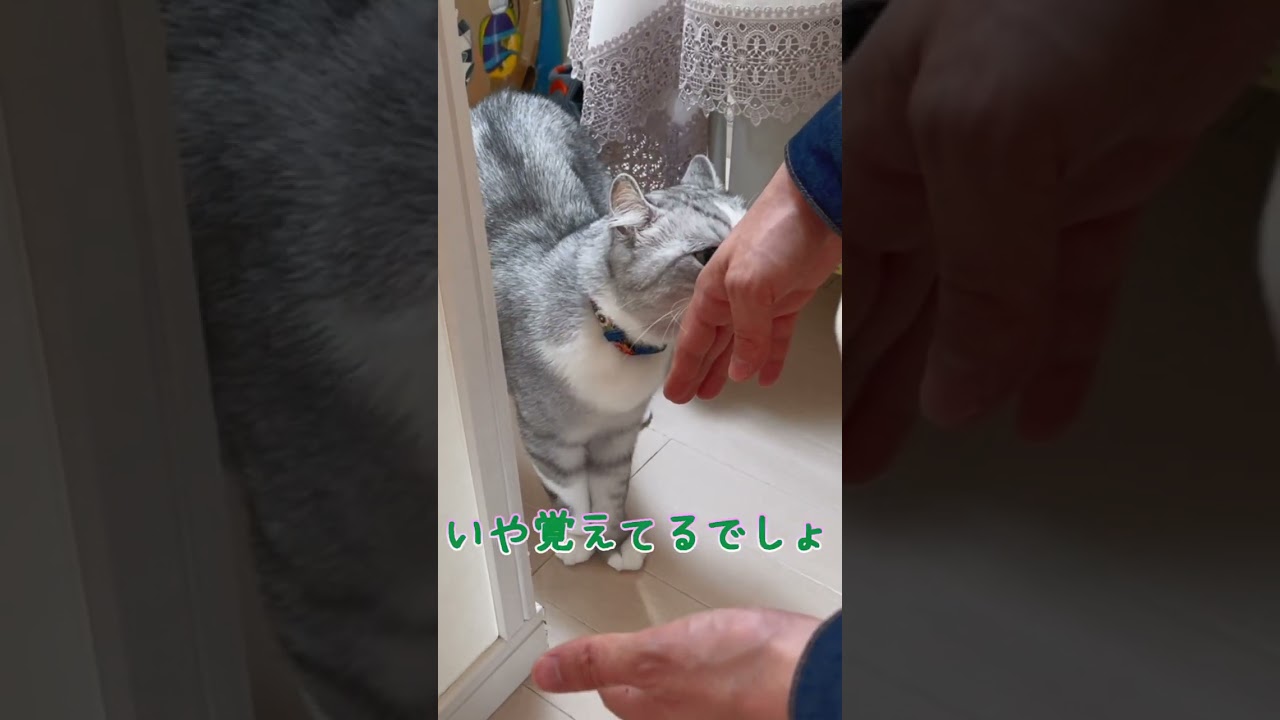 久しぶりに帰省した長男を忘れて不審者扱いする兄猫