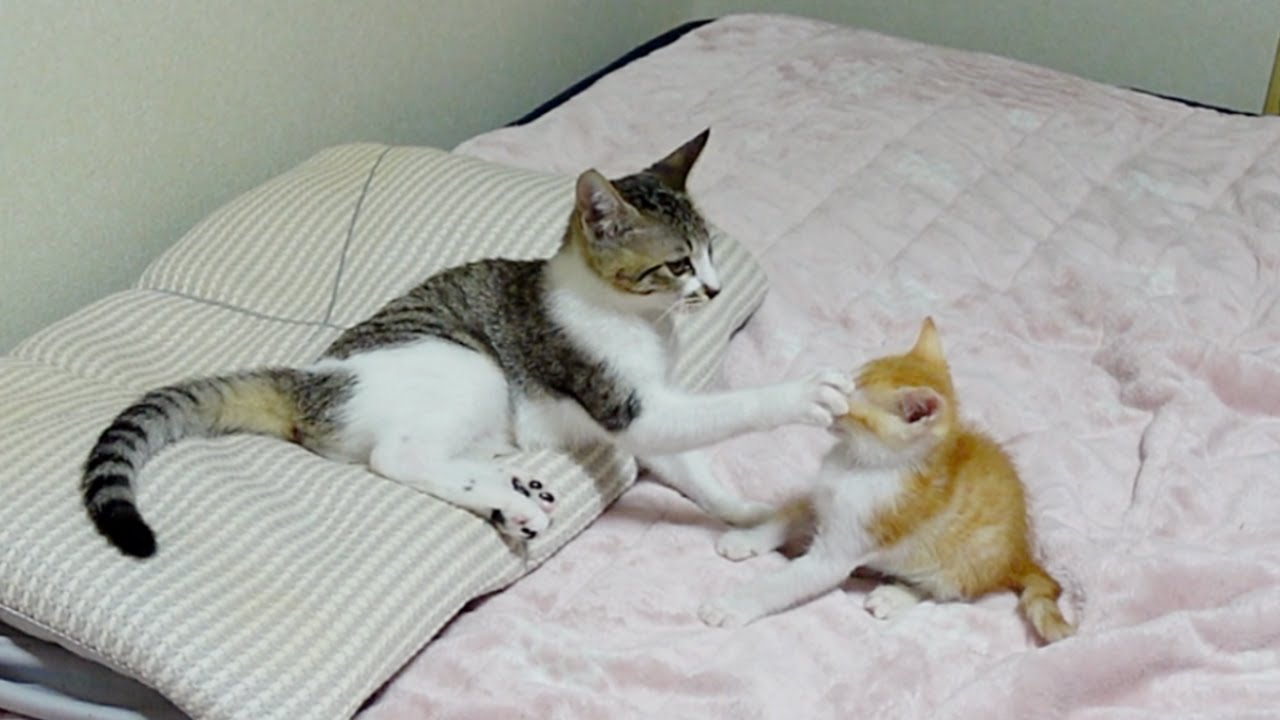 遊んでほしい赤ちゃん猫を片手で止める子猫…笑