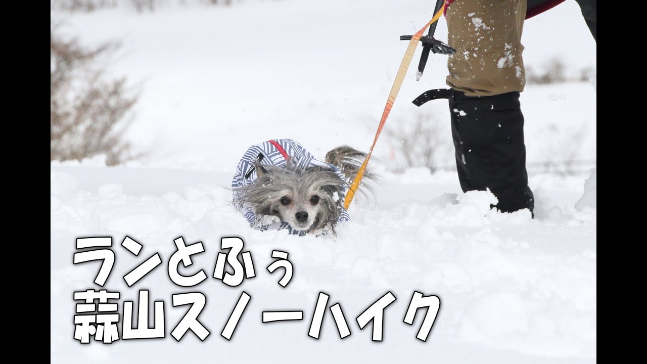 ランとふぅ　蒜山スノーハイク