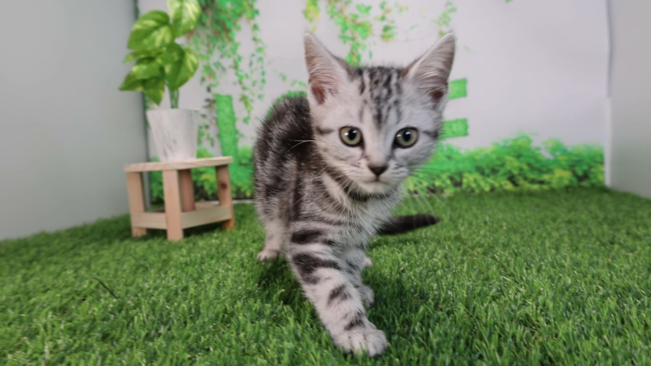 Coo&RIKU　No566185　アメリカンショートヘアー