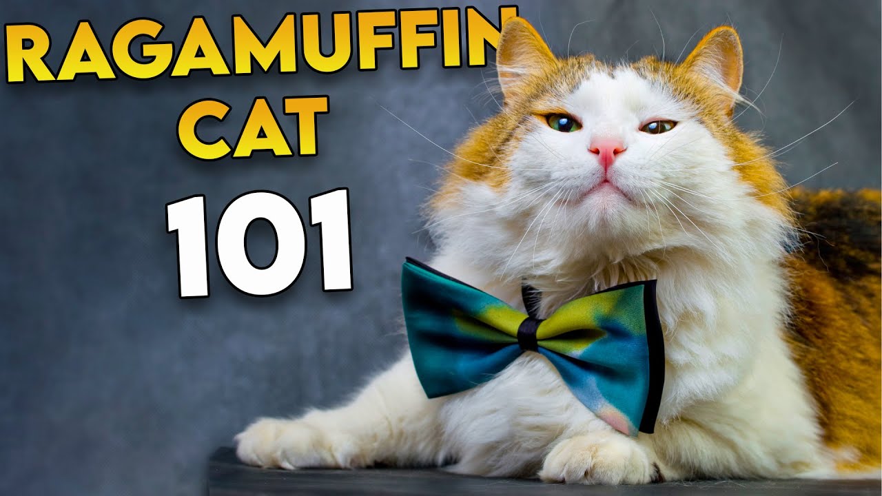 ラガマフィン CAT 101 - 最も過小評価されているふわふわの猫種