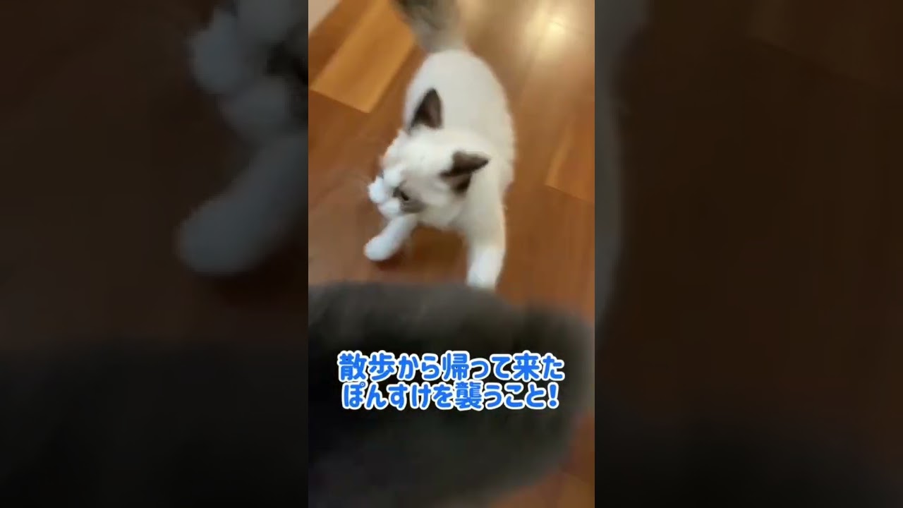 犬猫仲良し　#Shorts ＃ラグドール子猫