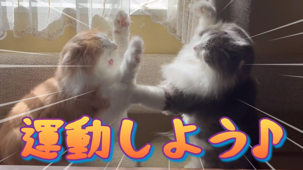 【バトル⁉︎】運動するノルウェージャンフォレストキャットww