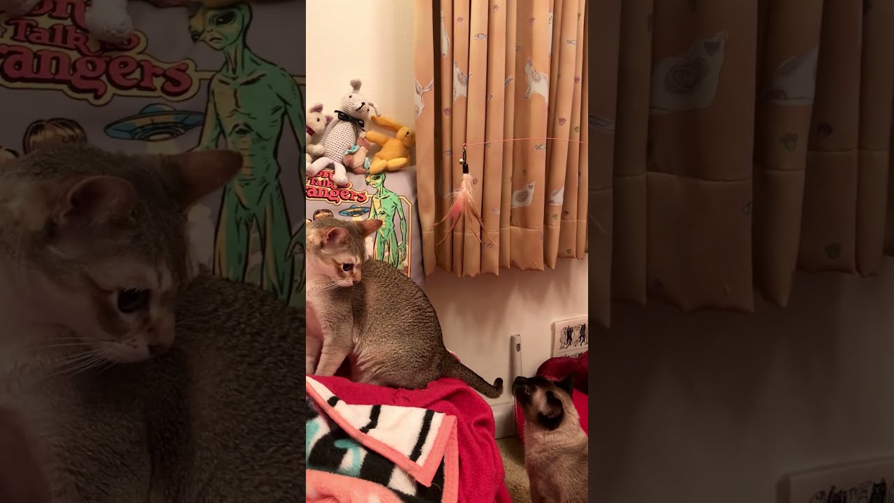 オモチャに気がつかないシンガプーラと気がついてるたぬき猫なのにゃ♪