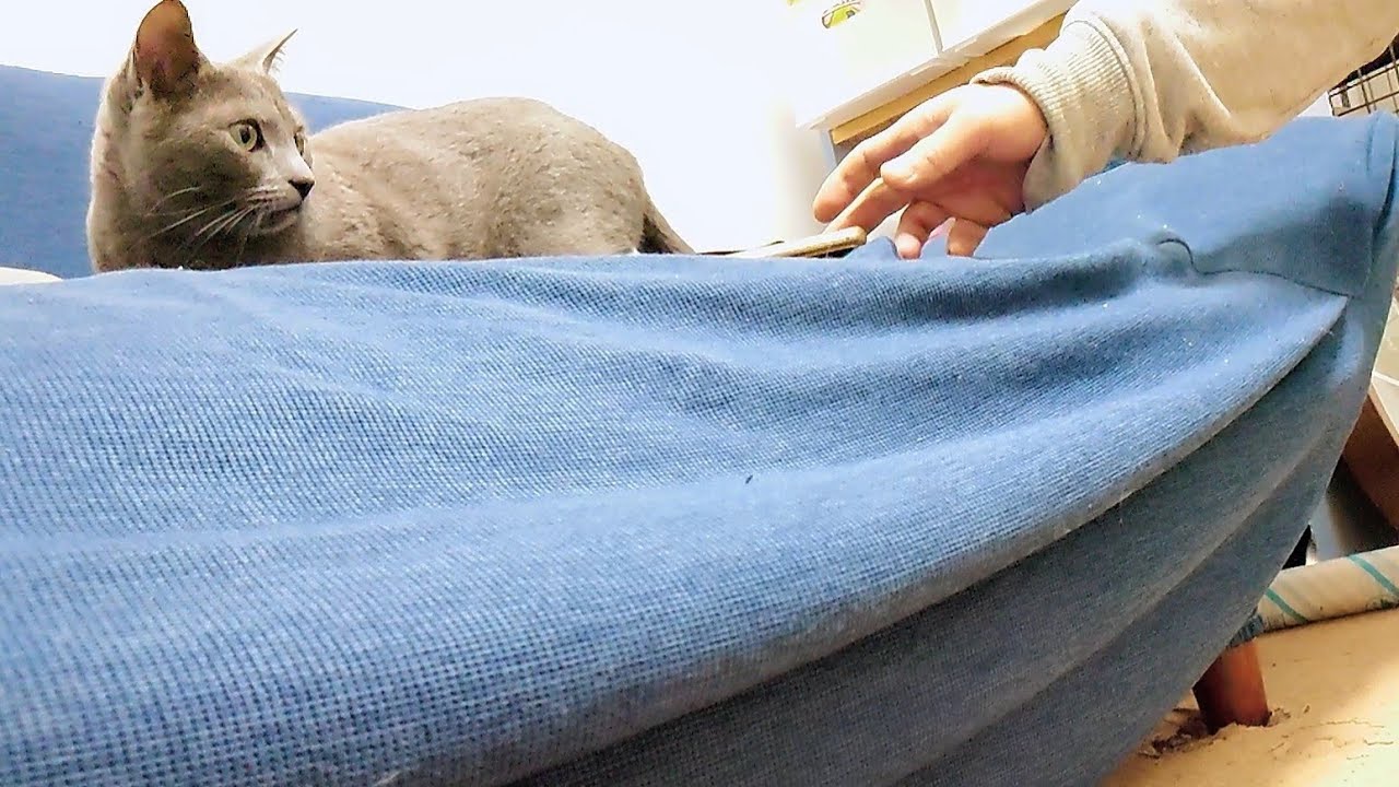 【猫動画】旦那が帰ってきてテンションアゲアゲのロシアンブルー【russianbule】Husband comes home and Russian blue with tension Max
