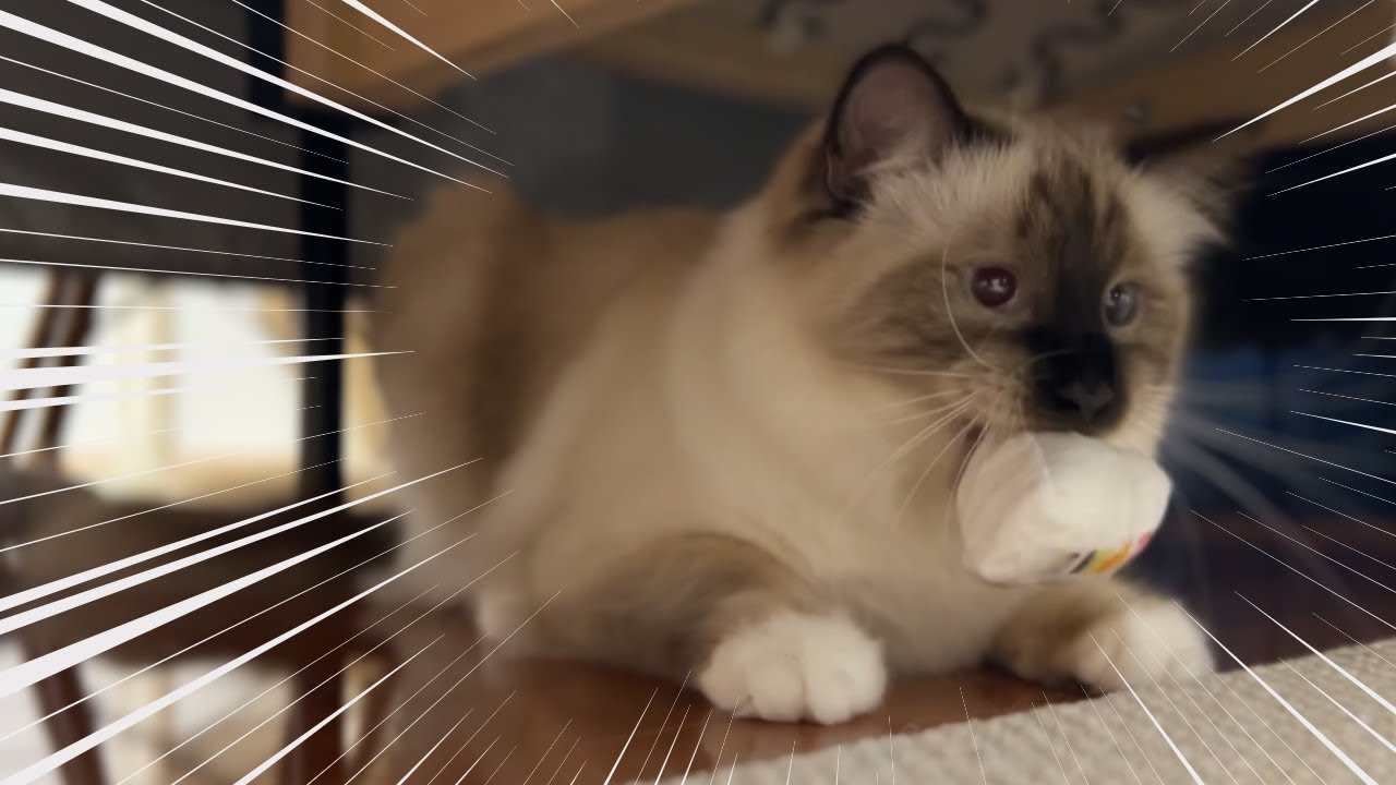 サンドイッチくわえたおこ猫【バーマン】