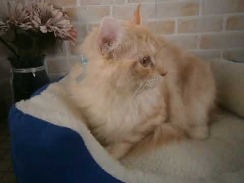 618475 アメリカンカール