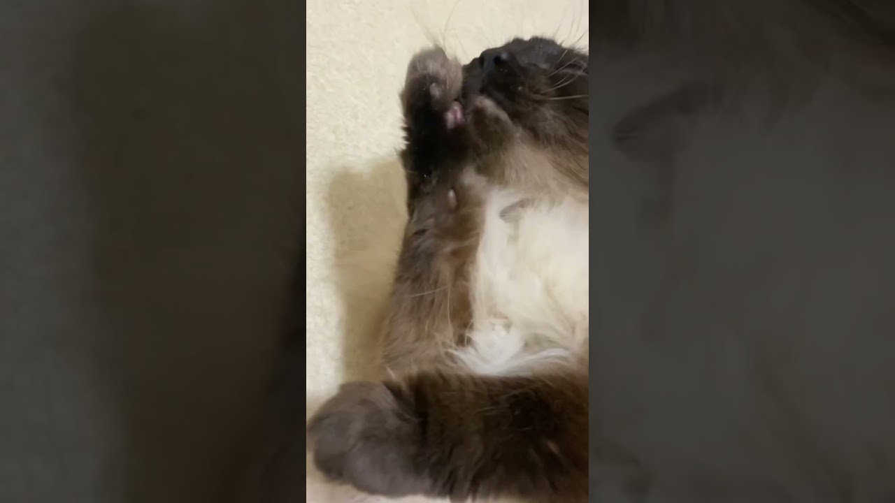 【猫動画】ひたすらすりすり ごろごろ #cat #ヒマラヤン #shortvideo