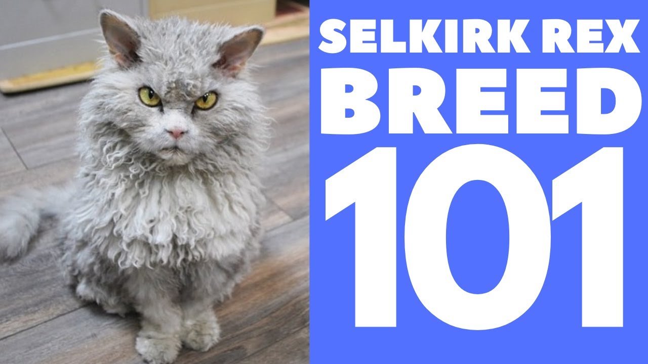 セルカークレックス キャット 101 : 品種 & ;人格
